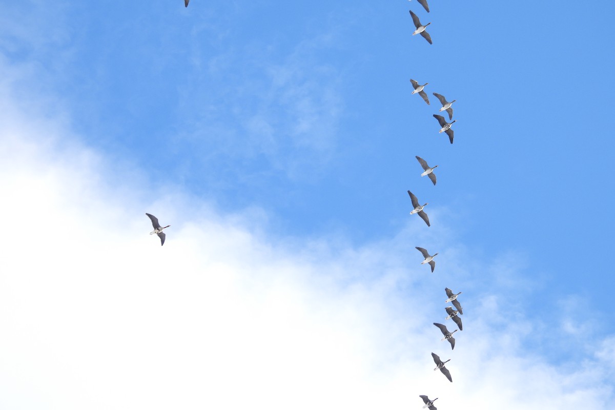 Greater White-fronted Goose - ML613378640