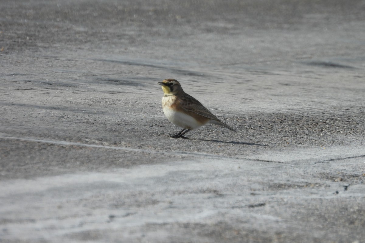 Horned Lark - ML613378692