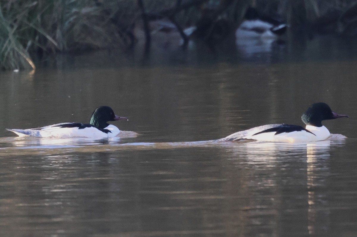 Common Merganser - ML613378801