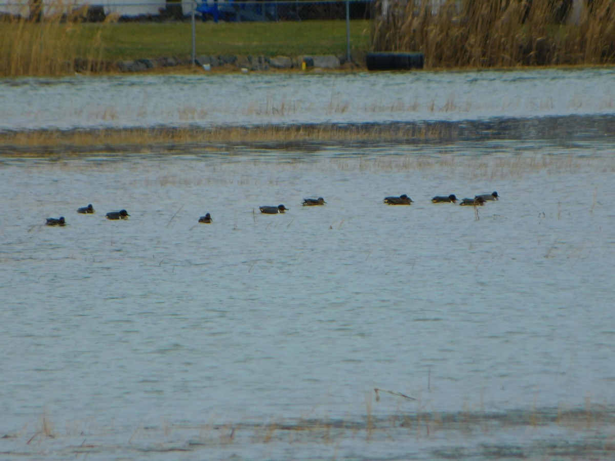 Green-winged Teal - ML613378832