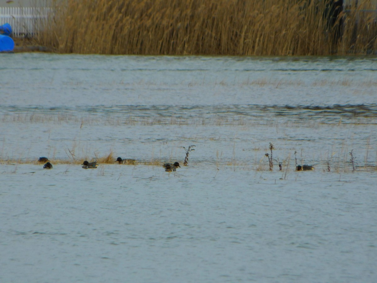 Green-winged Teal - ML613378833