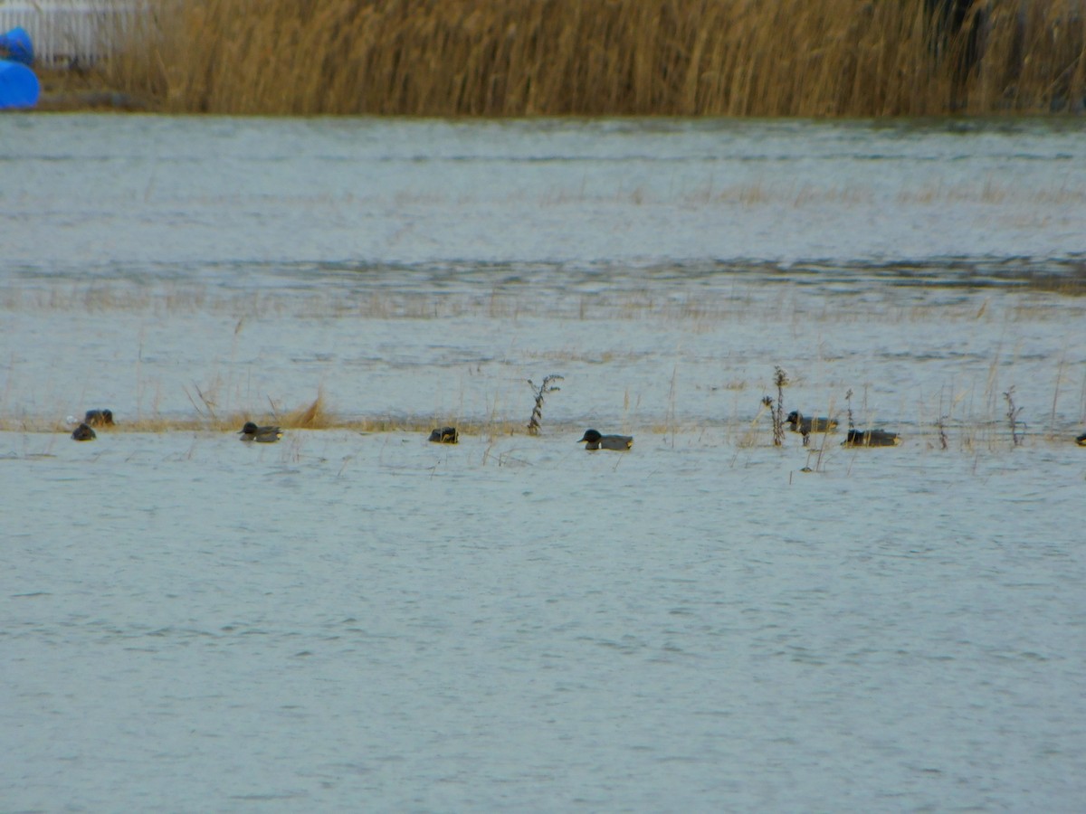 Green-winged Teal - ML613378834