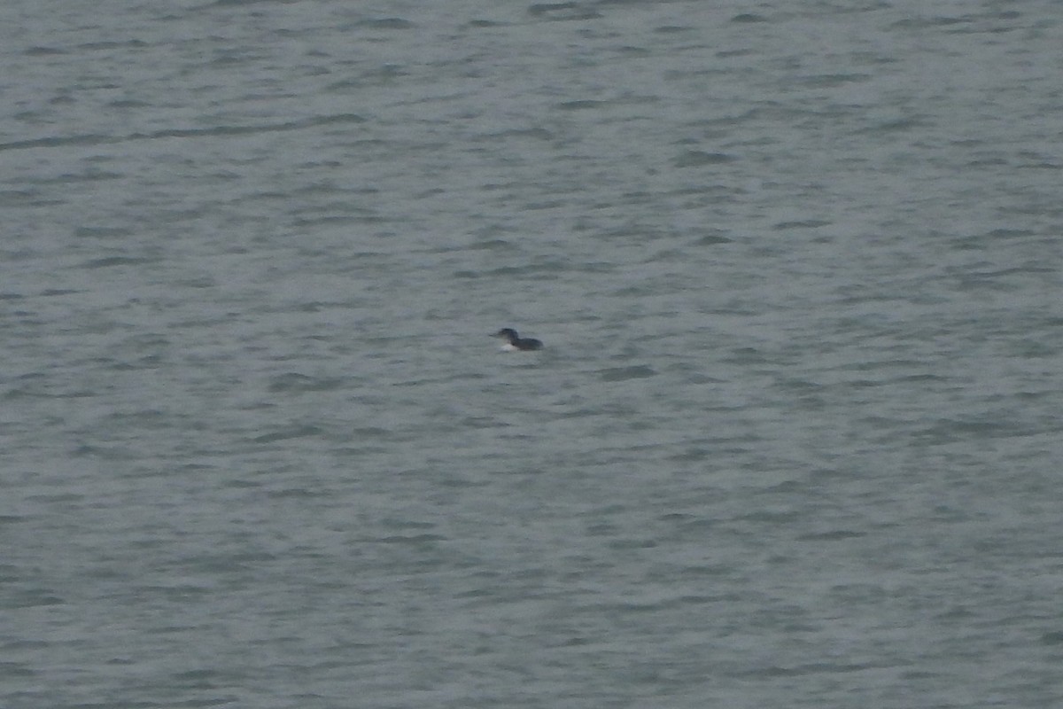 Common Loon - ML613378962