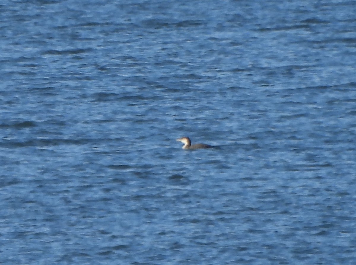 Common Loon - ML613378982