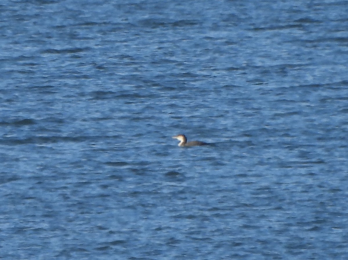 Common Loon - ML613378982