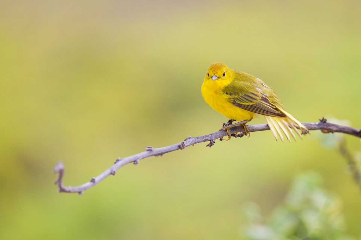 Yellow Warbler (Galapagos) - Miles Brengle