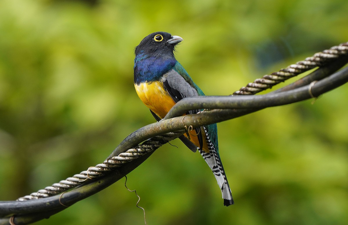 trogon podvazkový - ML613379058