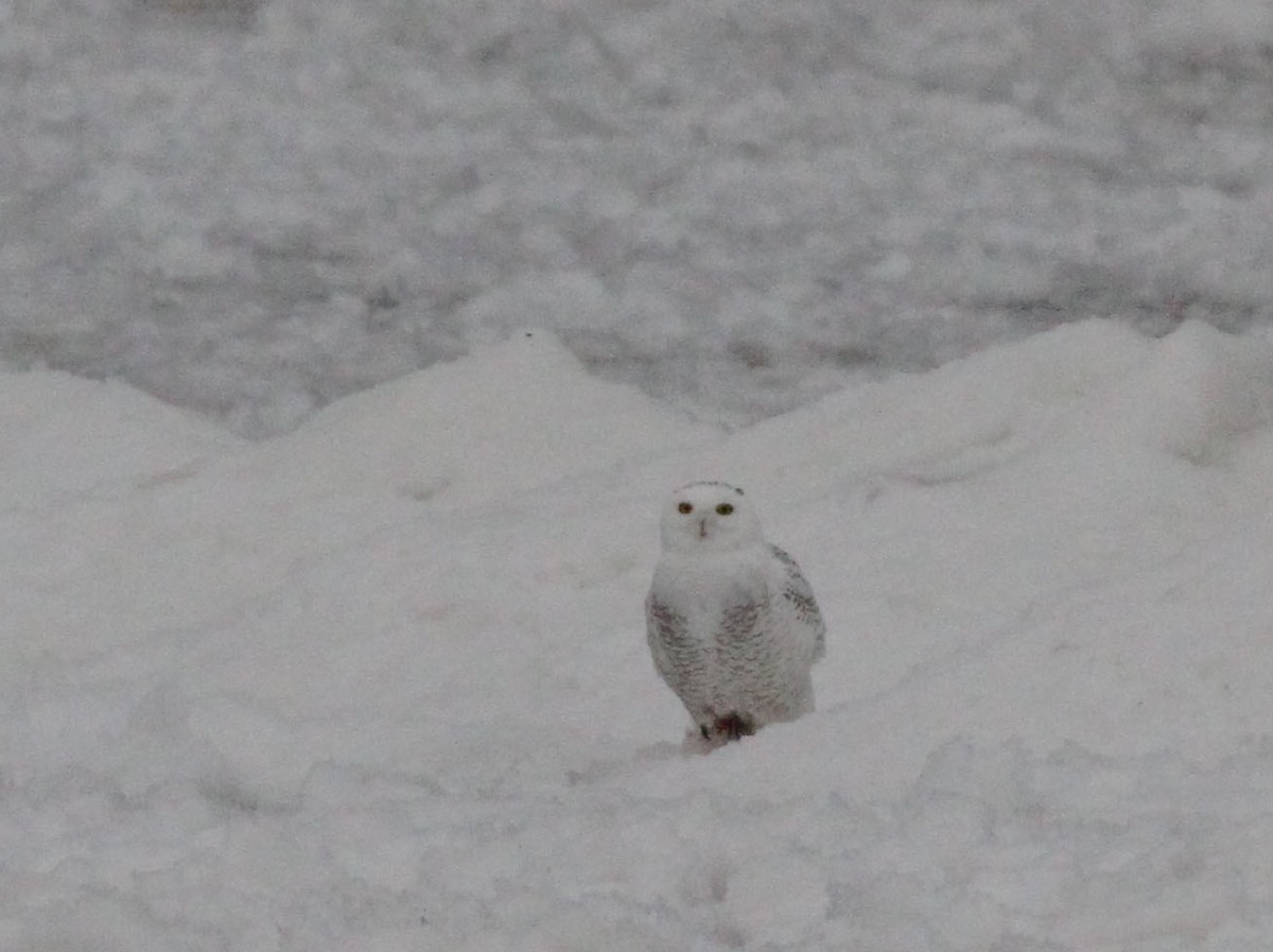 Snowy Owl - ML613379136