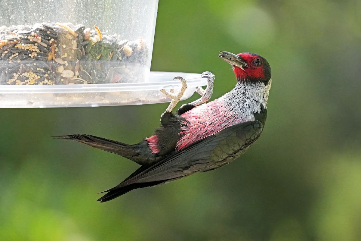 Lewis's Woodpecker - ML613379177