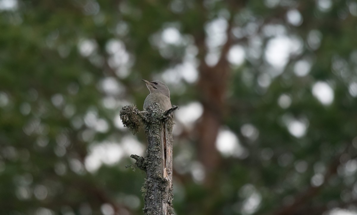 Gray-headed Woodpecker (Gray-headed) - ML613379201