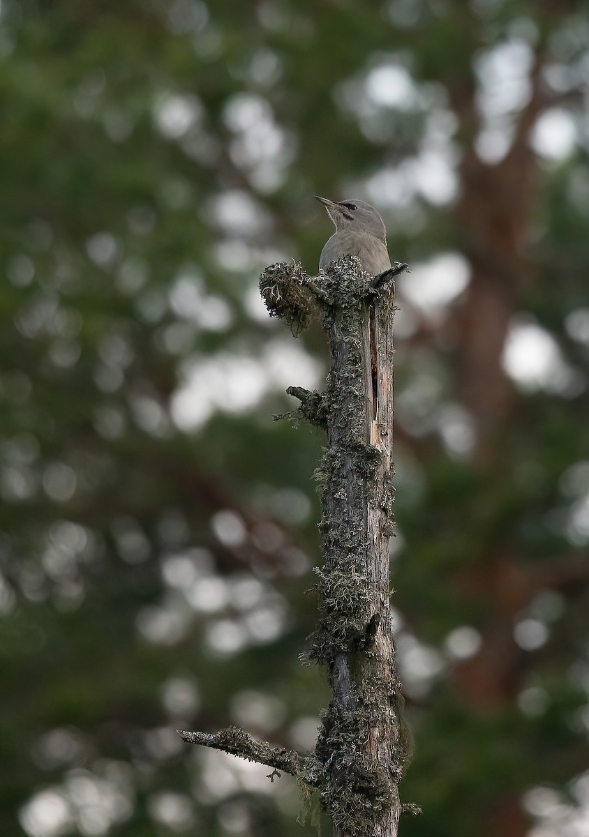 Gray-headed Woodpecker (Gray-headed) - Eric Francois Roualet
