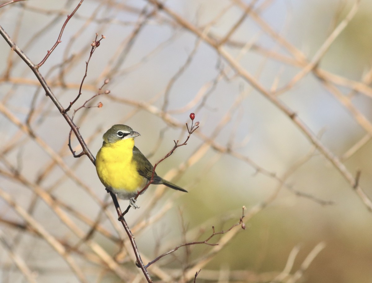 Yellow-breasted Chat - David Currie