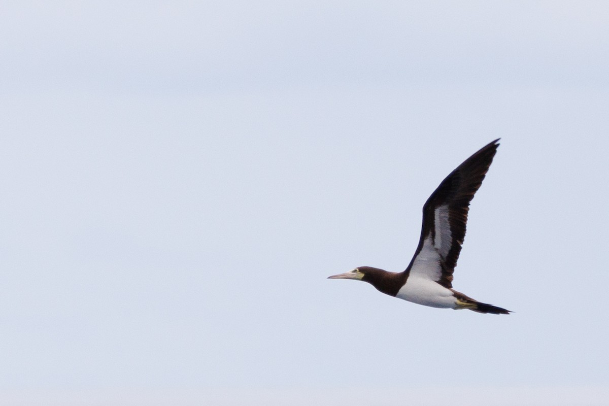 Brown Booby - ML613379238