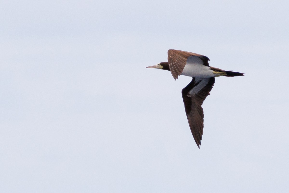 Brown Booby - ML613379245