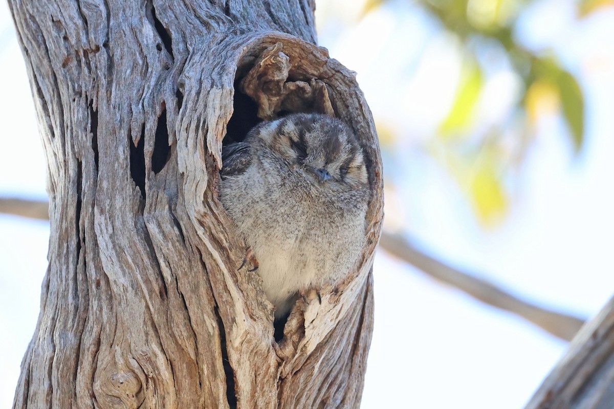 Australian Owlet-nightjar - ML613379300