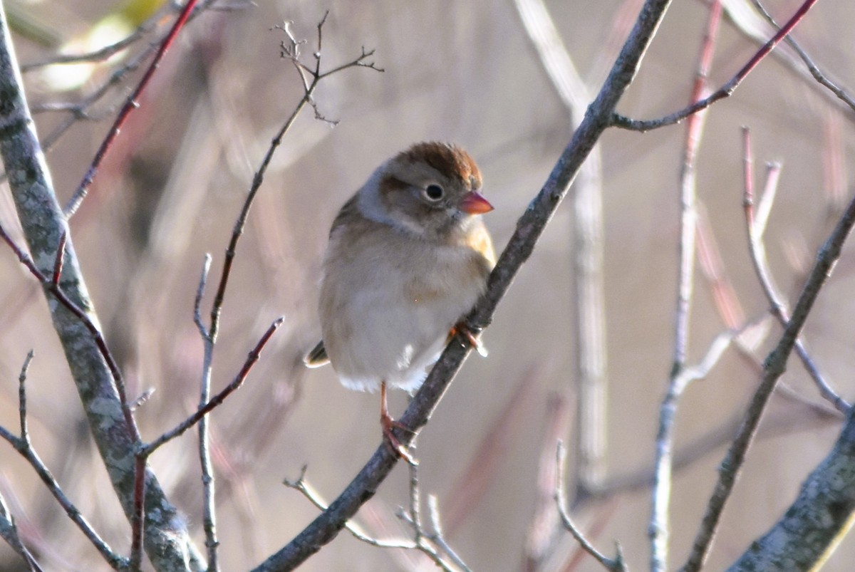 Field Sparrow - ML613379363