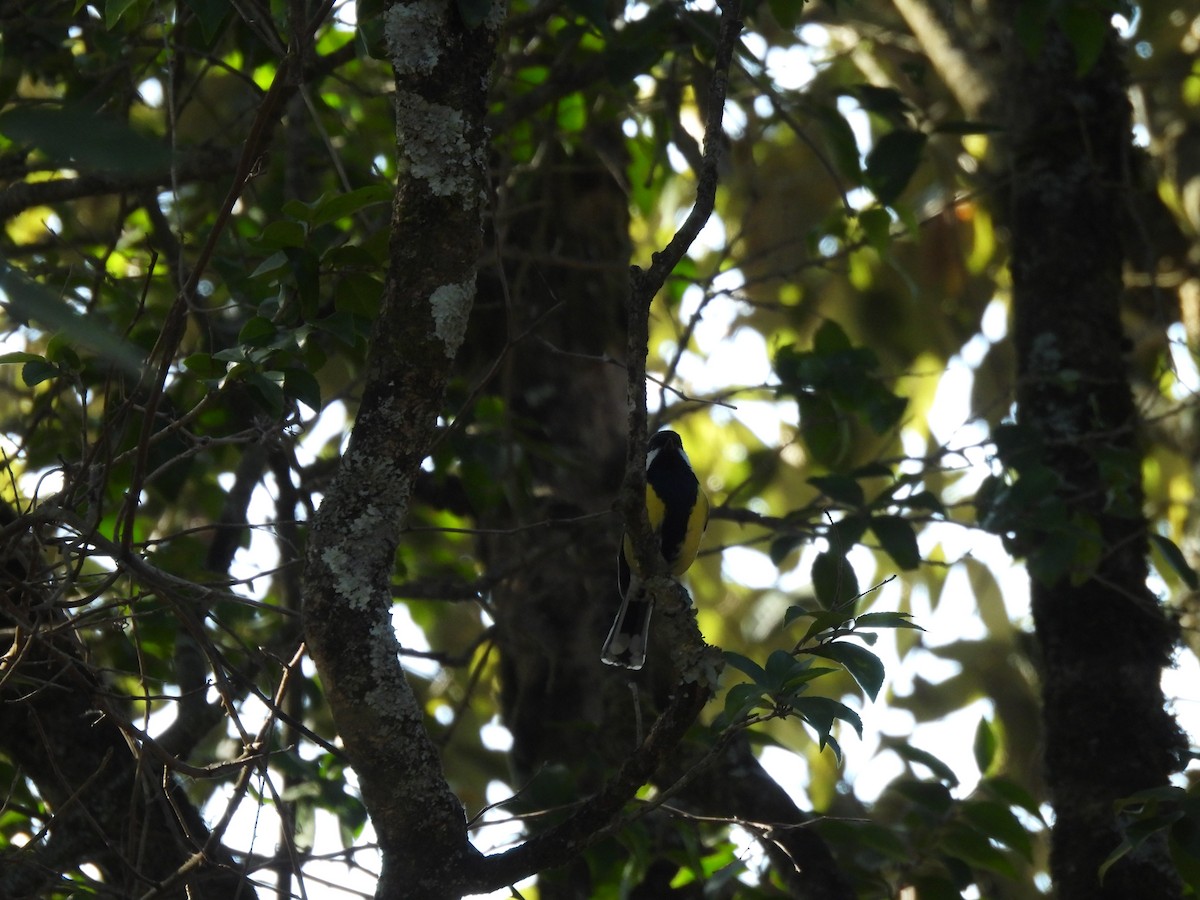 Green-backed Tit - Justin Streit