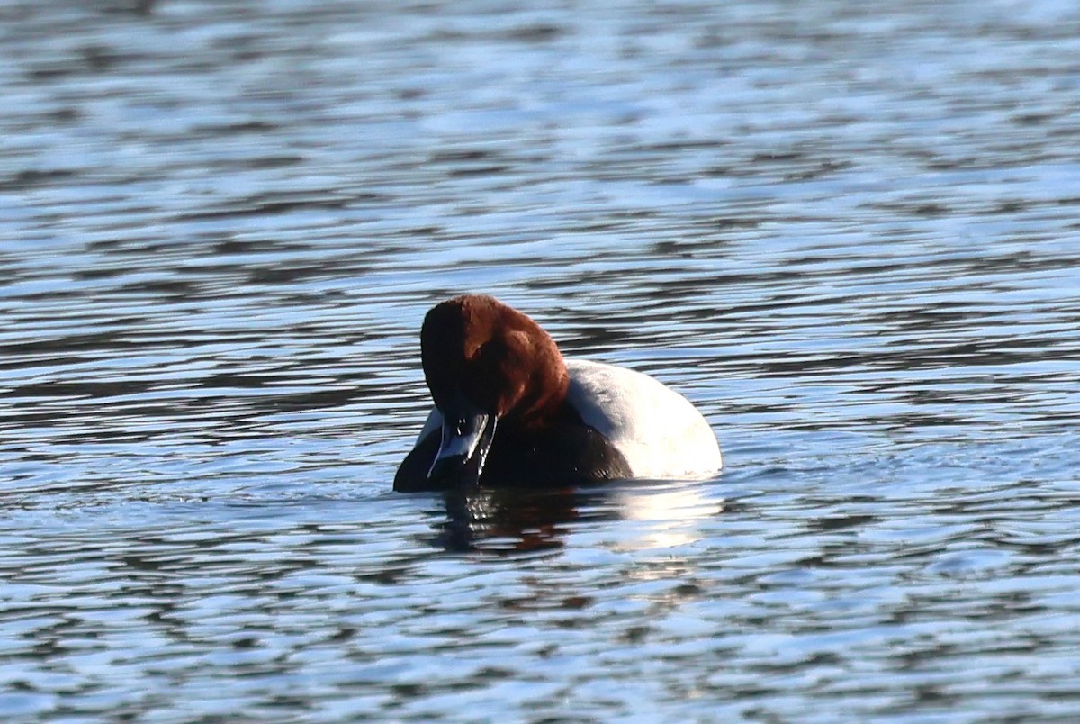 Common Pochard - ML613379375