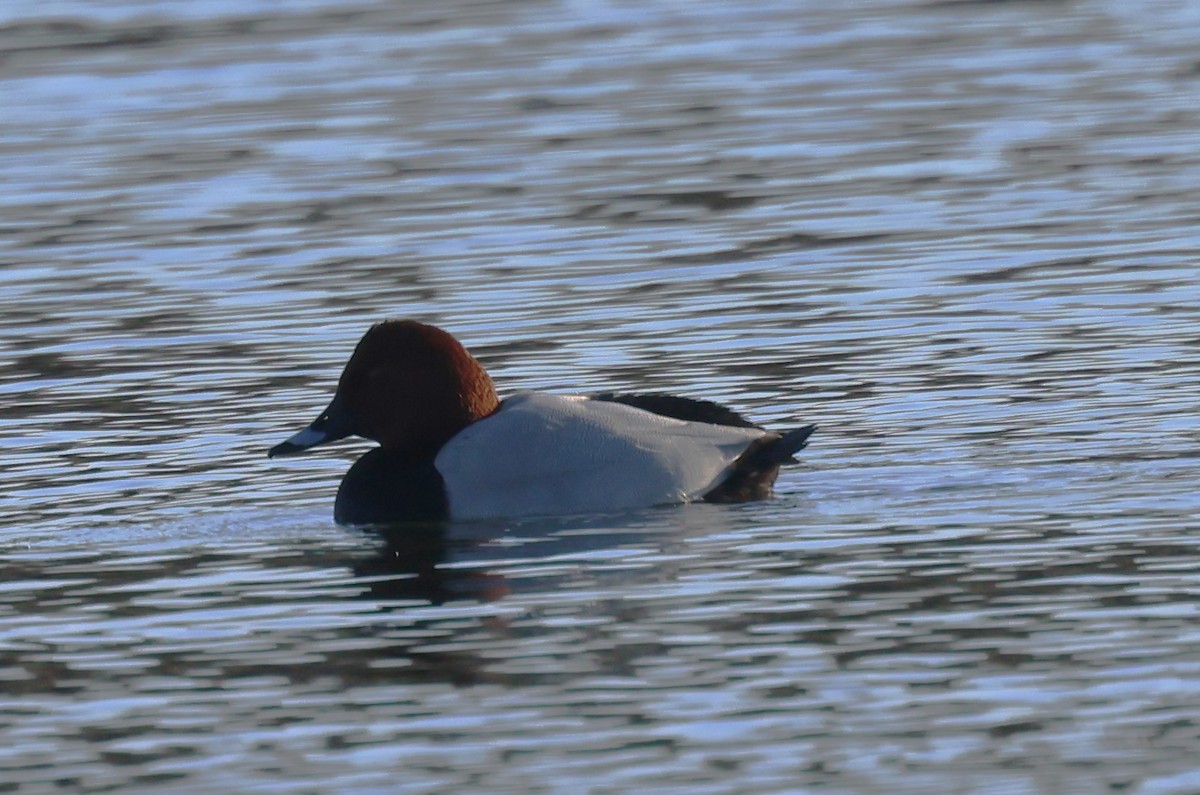 Common Pochard - ML613379376