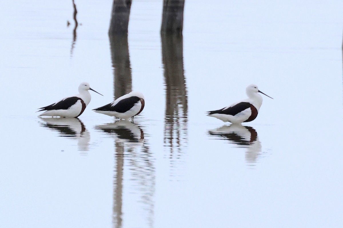 Banded Stilt - Trevor Hardaker