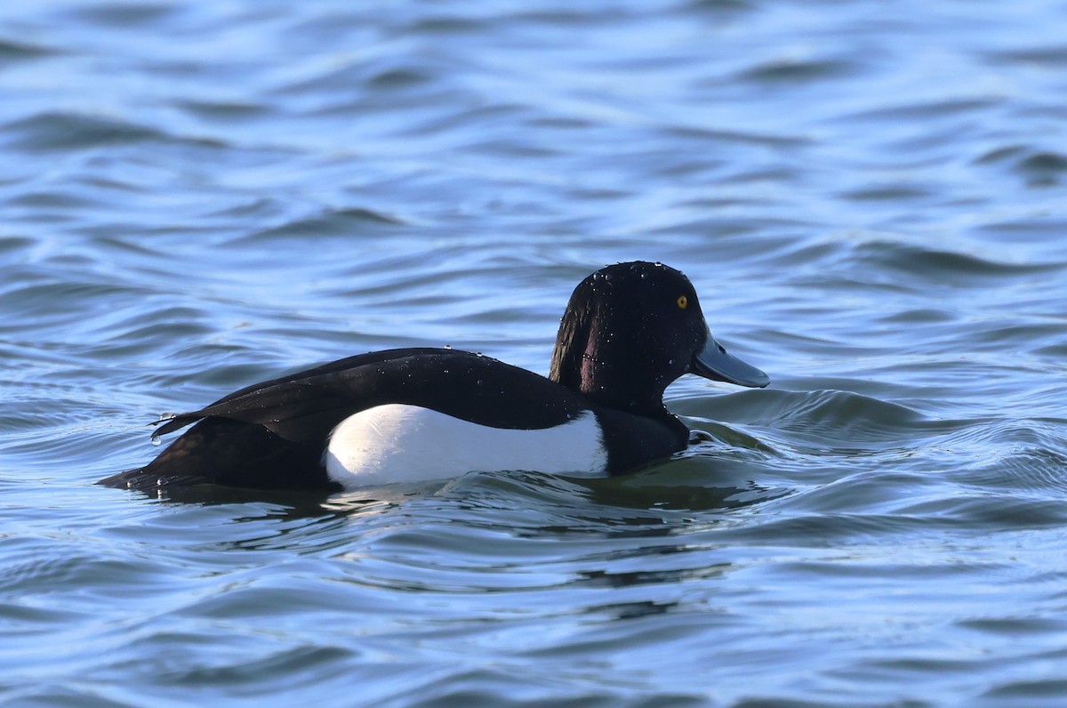 Tufted Duck - ML613379393