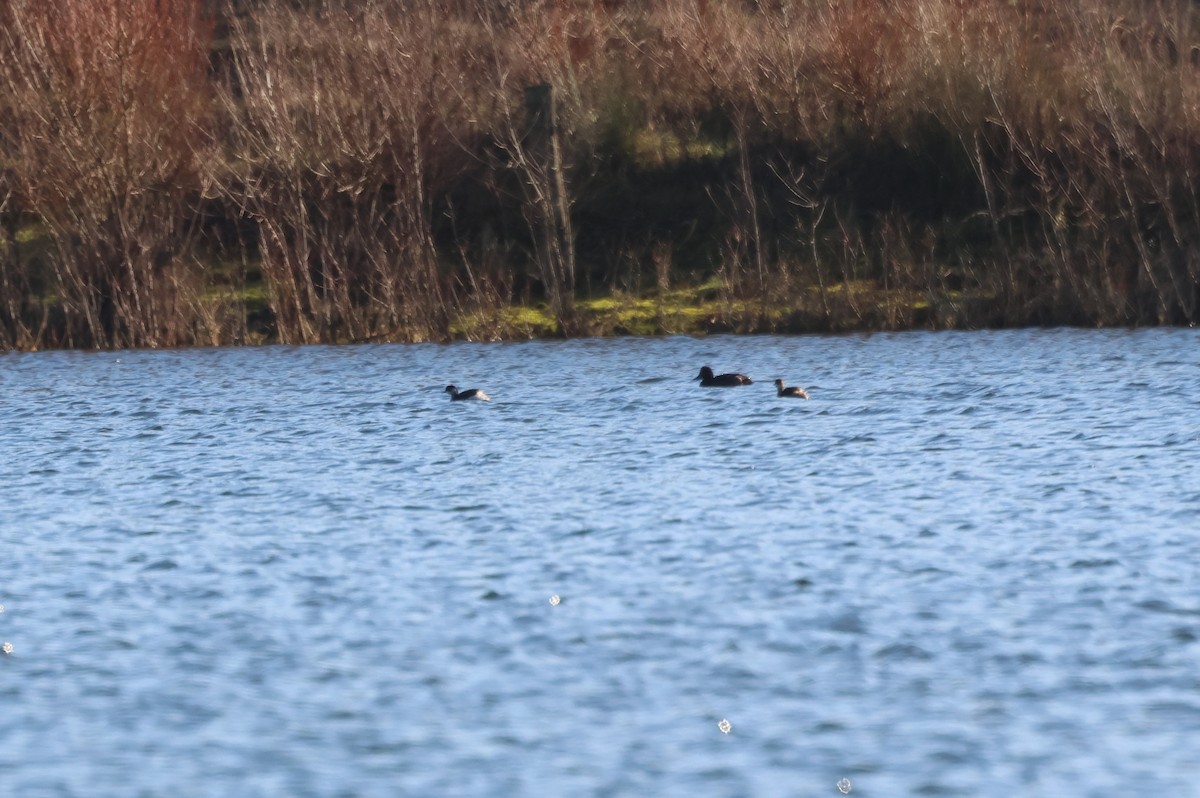 Eared Grebe - ML613379399