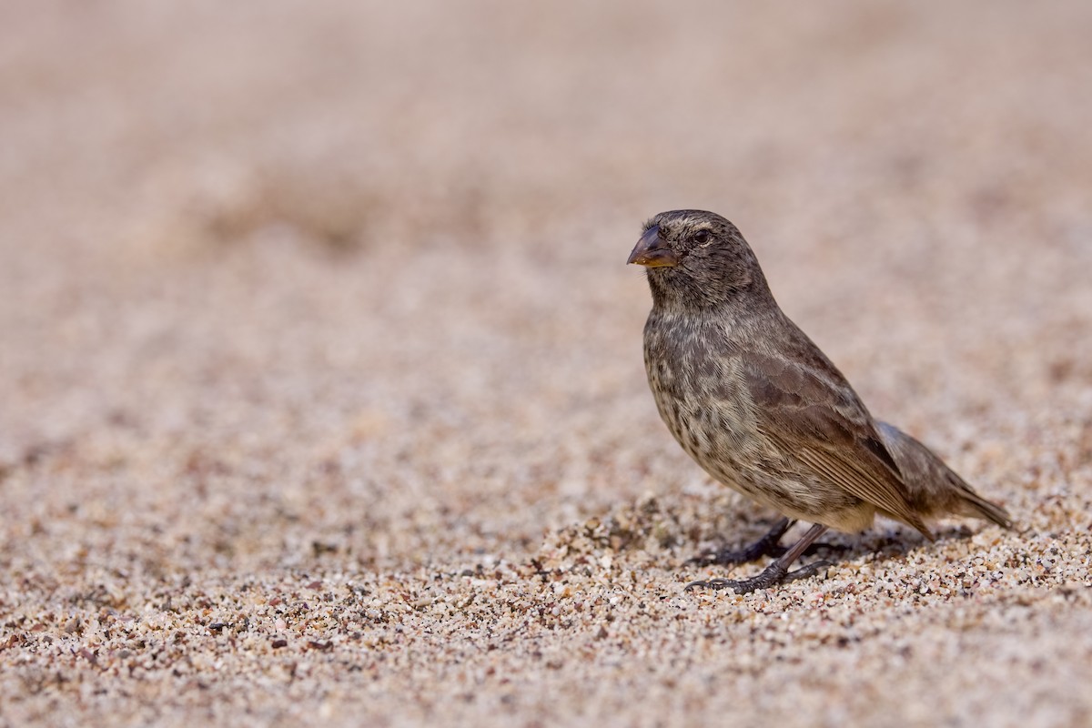Small Ground-Finch - Miles Brengle