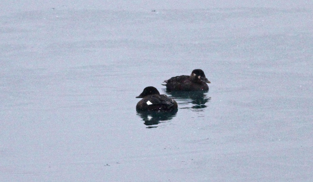 Surf Scoter - ML613379462