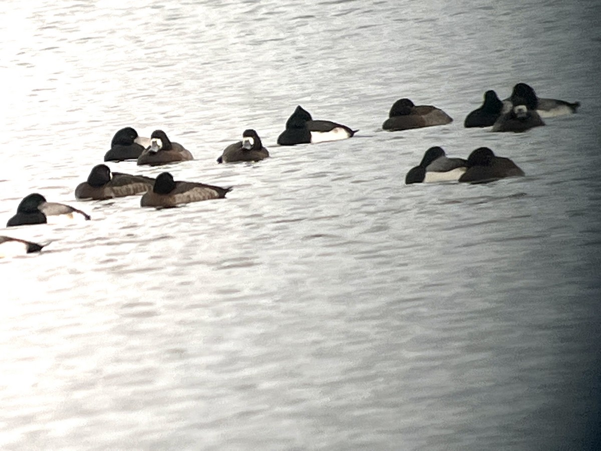 Tufted Duck x scaup sp. (hybrid) - ML613379476