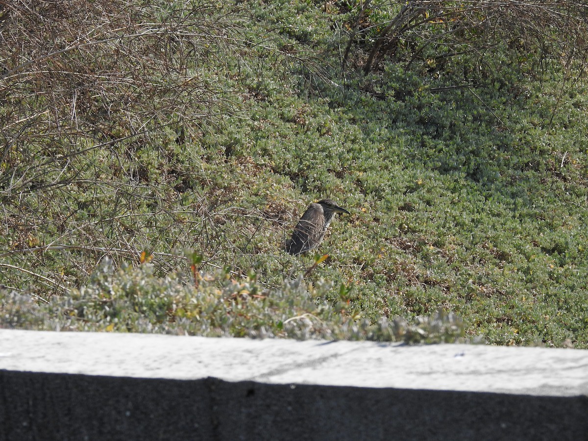 Black-crowned Night Heron - ML613379505