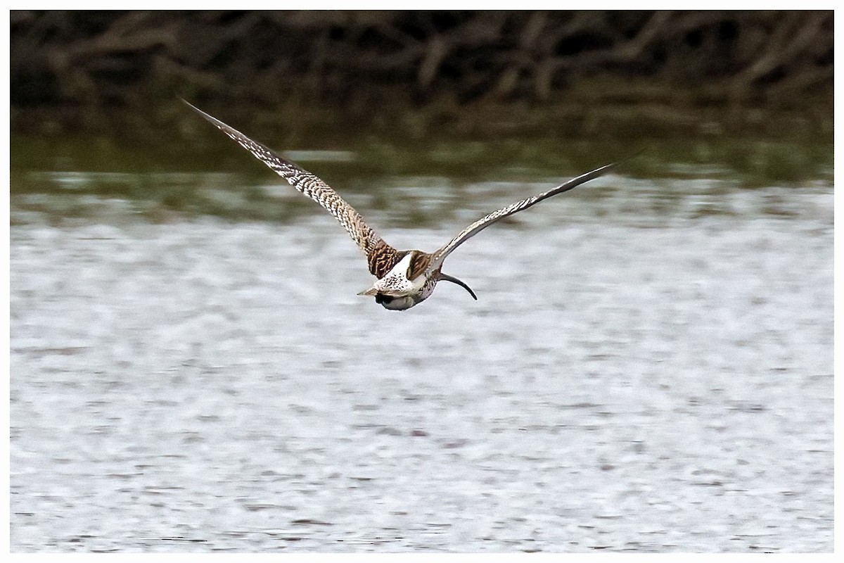 Eurasian Curlew - ML613379525