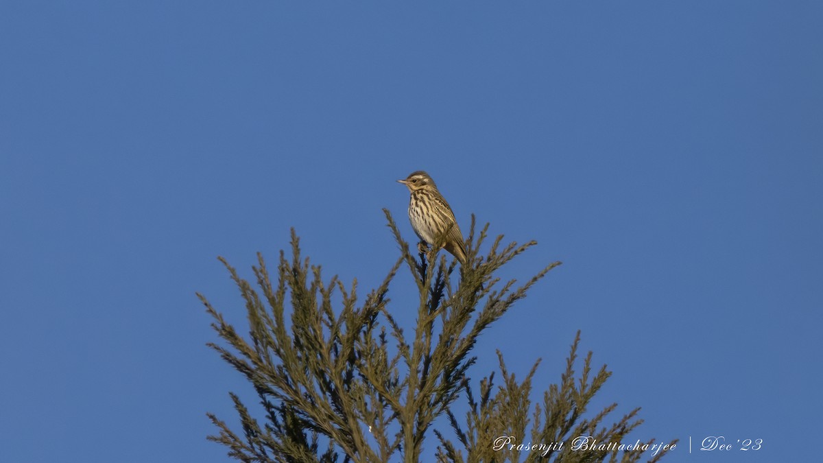 Olive-backed Pipit - ML613379581
