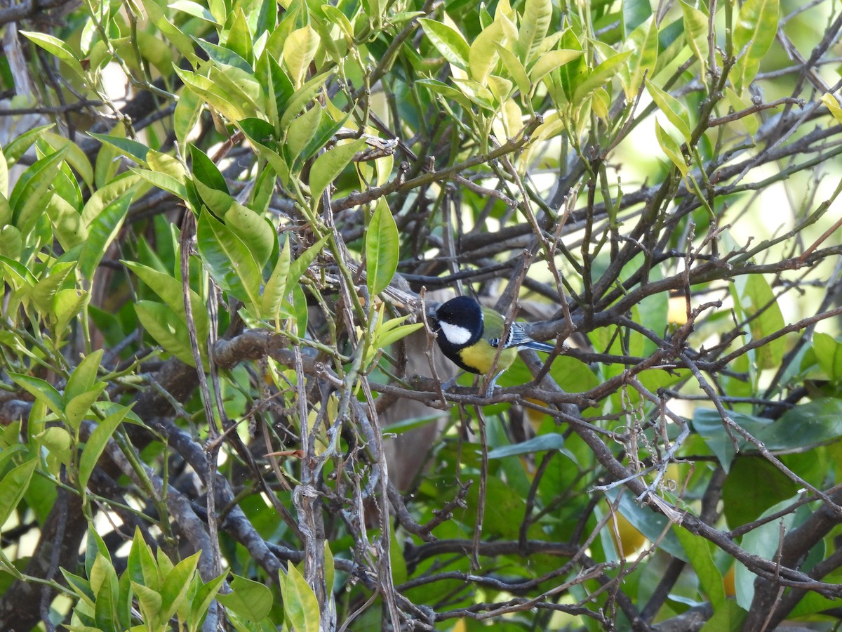 Green-backed Tit - Justin Streit