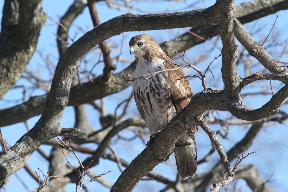 Red-tailed Hawk - ML613379690