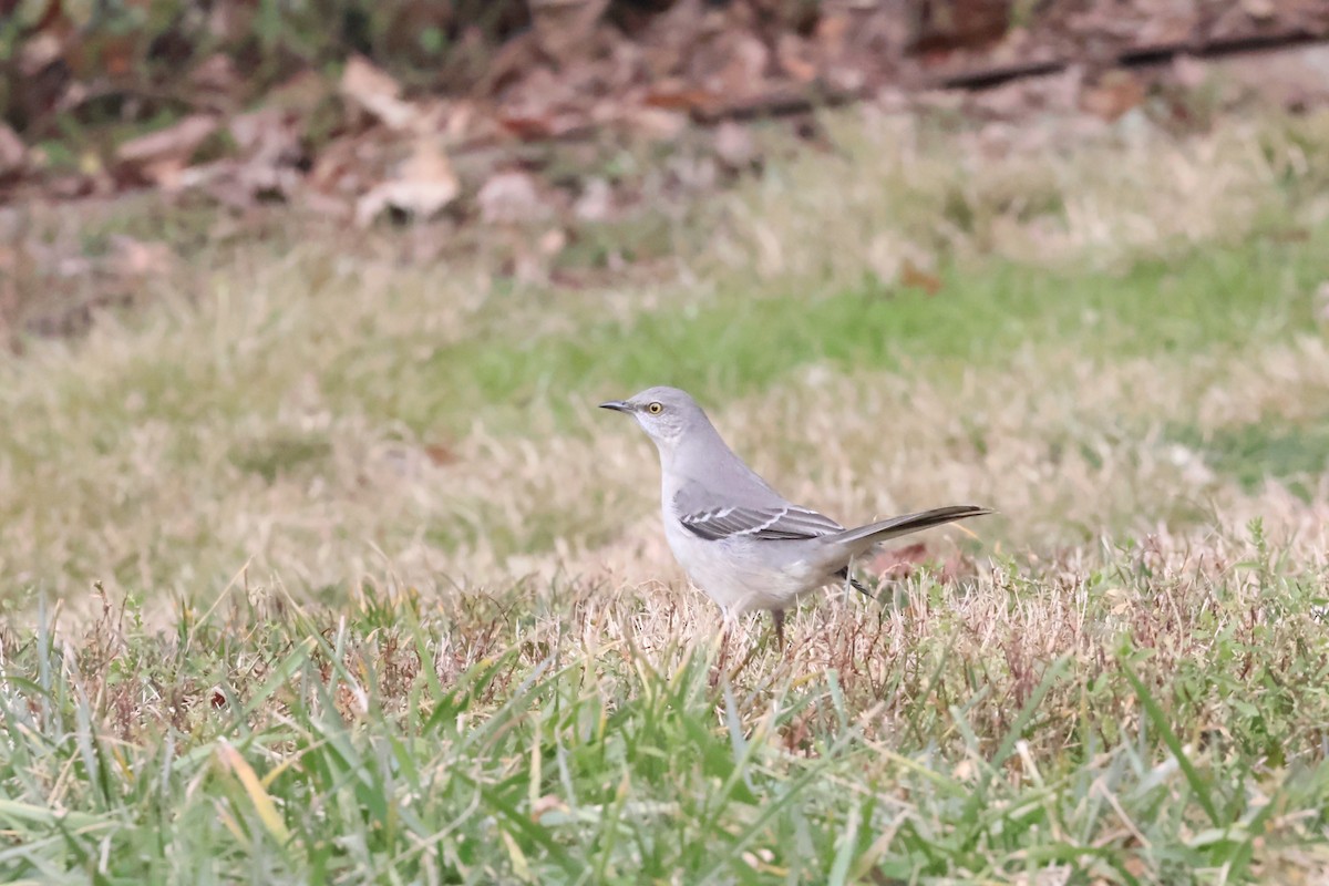 Northern Mockingbird - ML613379809