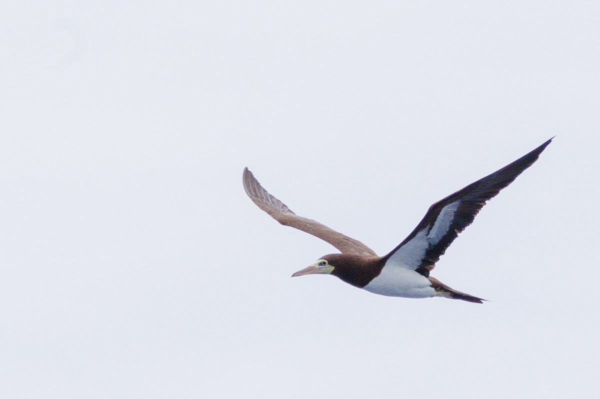 Brown Booby - ML613379883