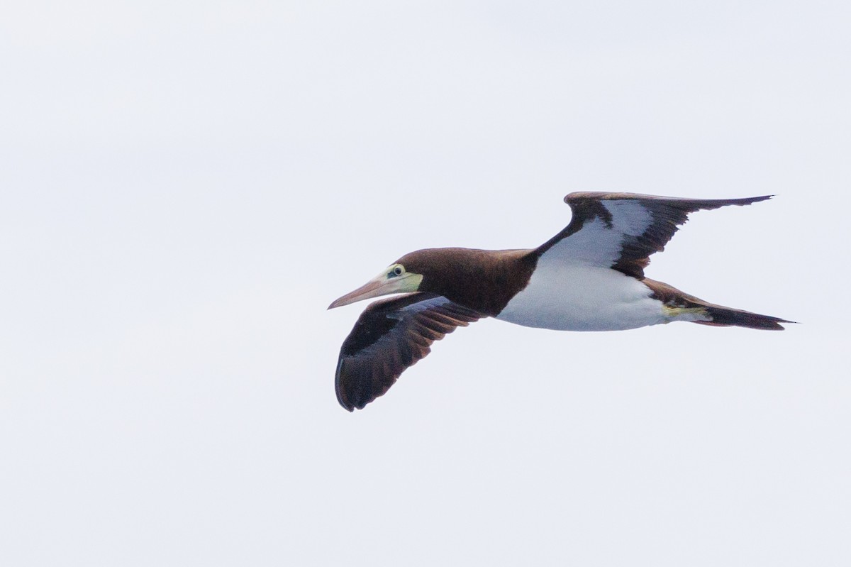 Brown Booby - ML613379886
