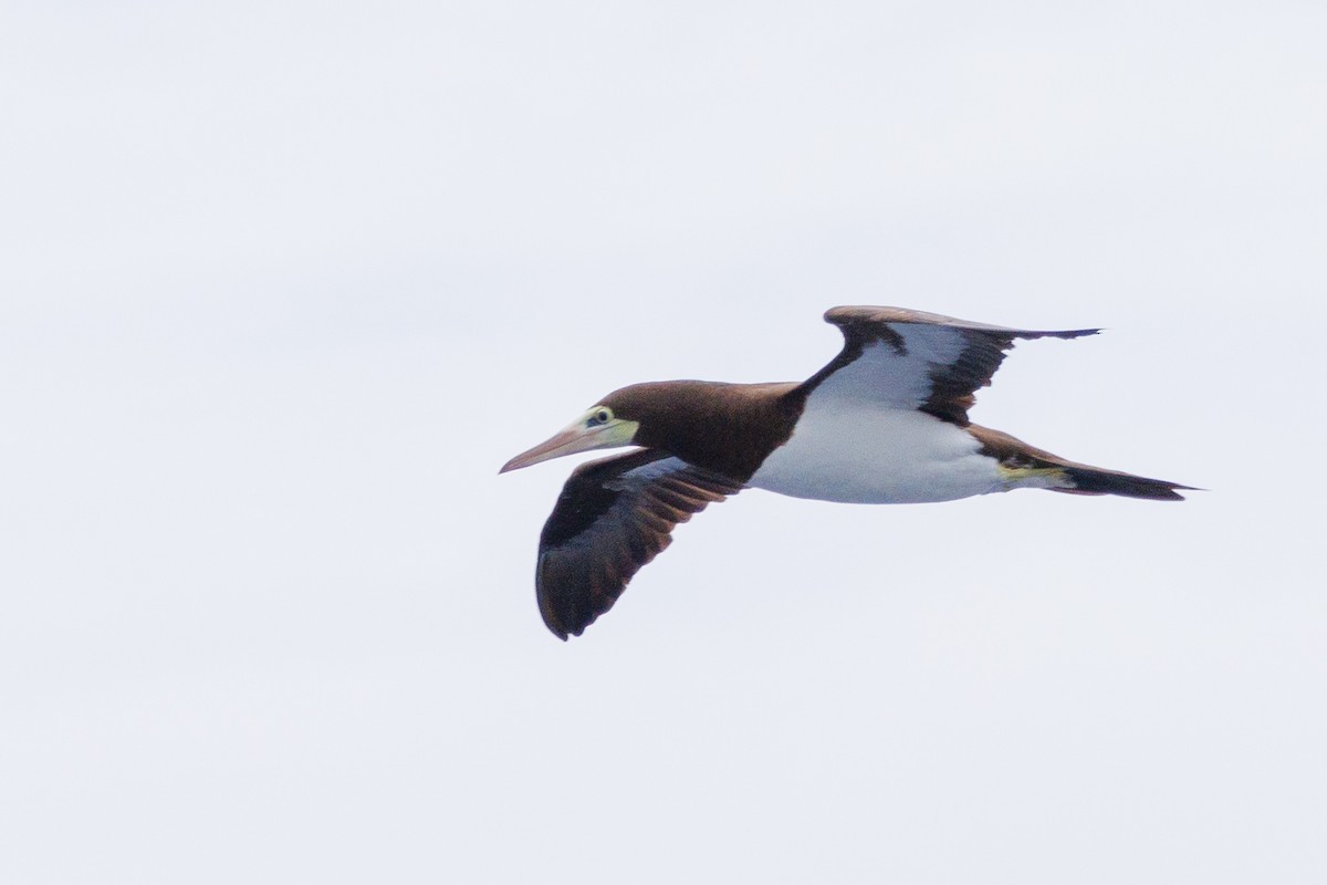 Brown Booby - ML613379887