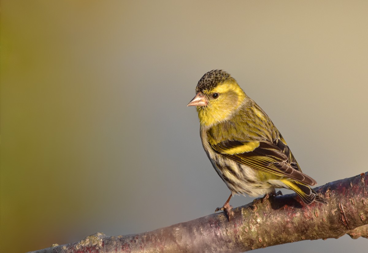 Eurasian Siskin - Christos Christodoulou