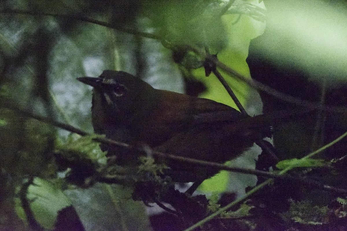 Whiskered Wren - ML613380002