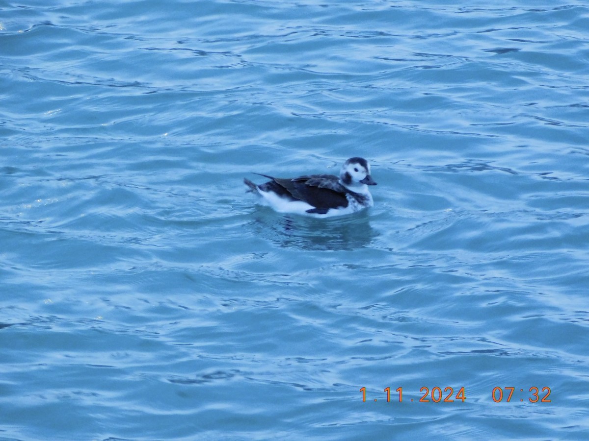 Long-tailed Duck - ML613380012