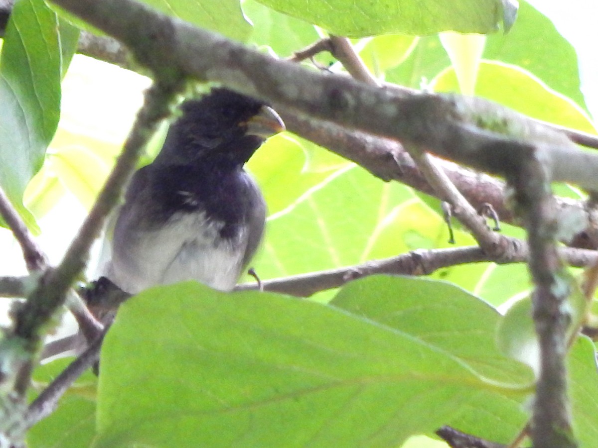 Dubois's Seedeater - ML613380047