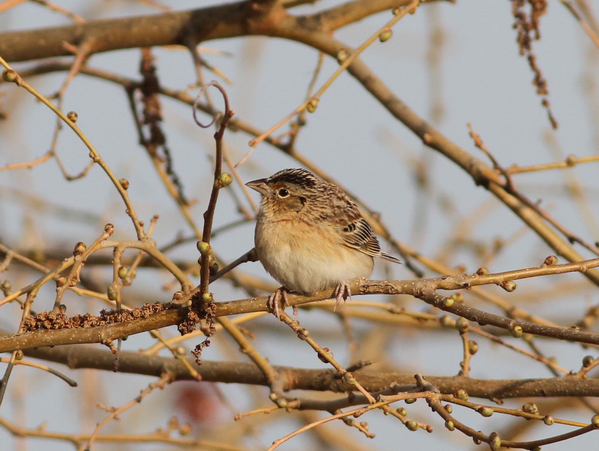Grasshopper Sparrow - ML613380070