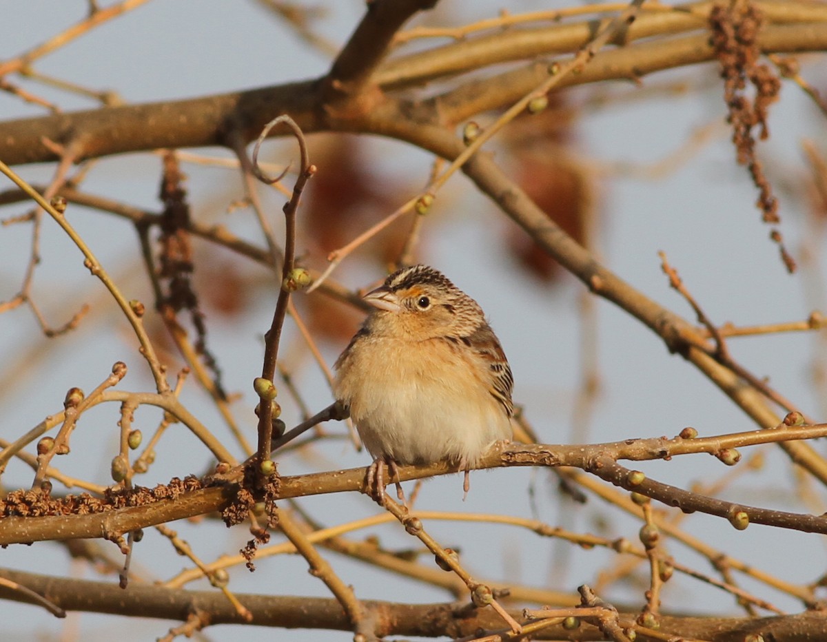 Grasshopper Sparrow - ML613380074