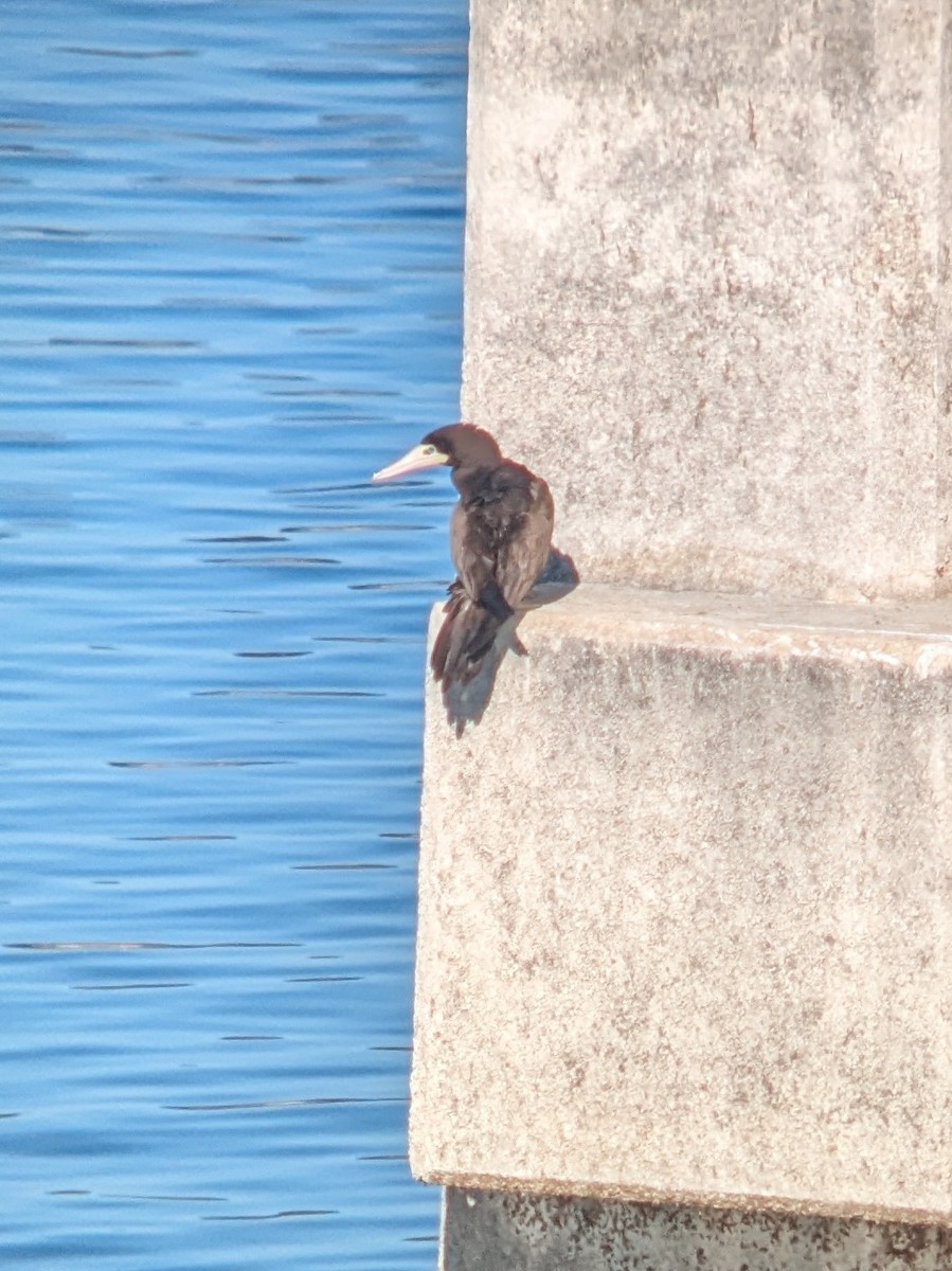 Brown Booby - ML613380102