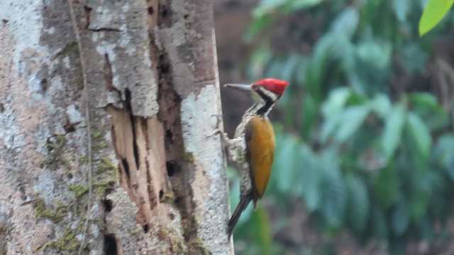 Malabar Flameback - ML613380138