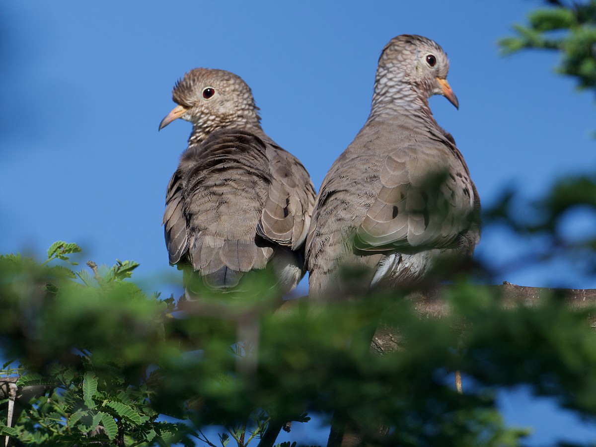 Common Ground Dove - ML613380171