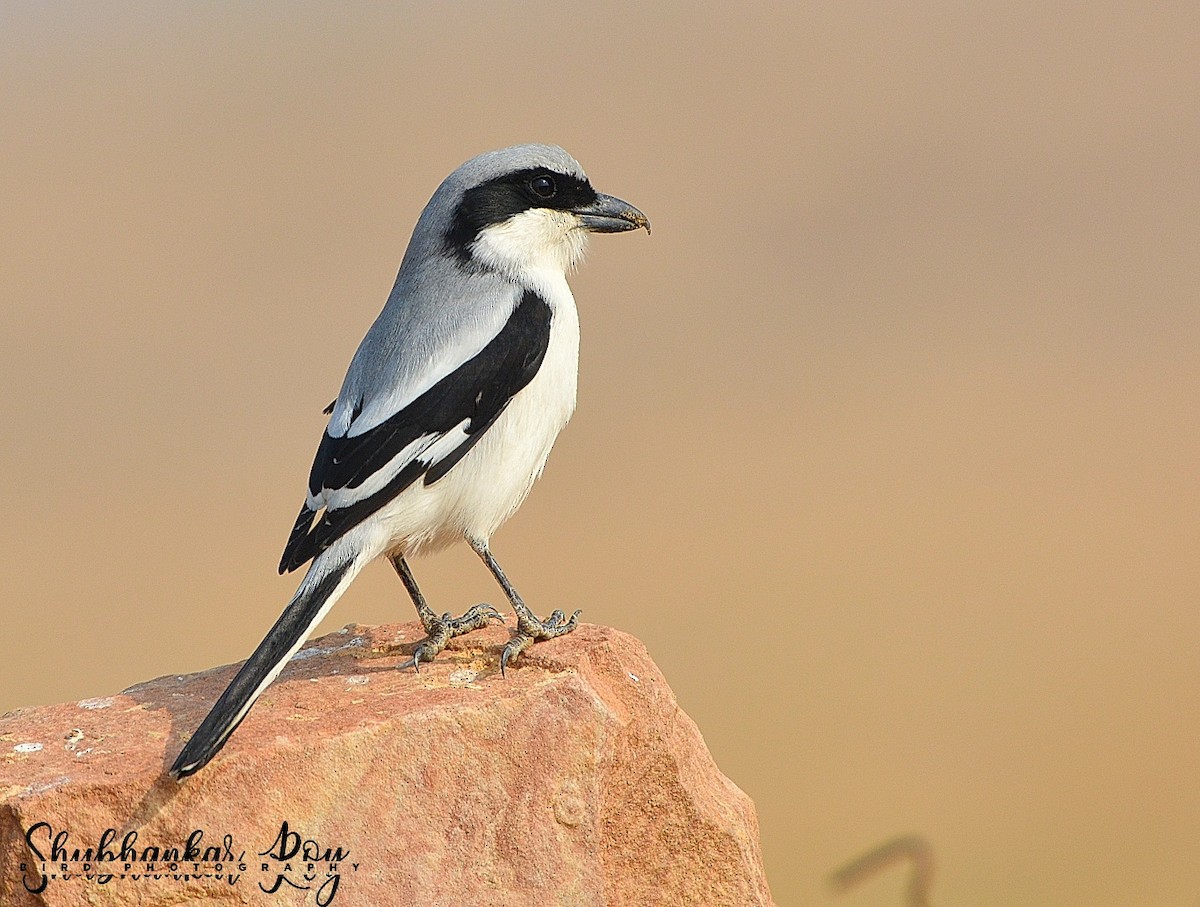 Great Gray Shrike (Indian) - ML613380185