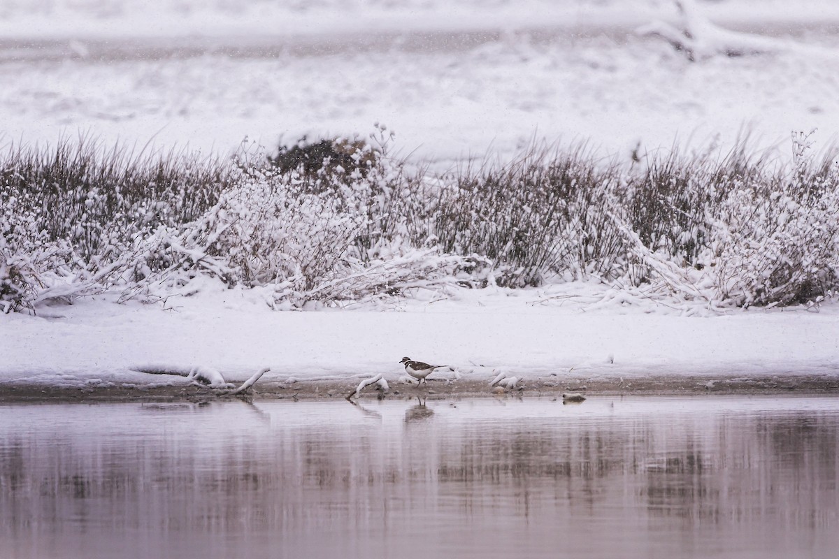 Killdeer - ML613380198