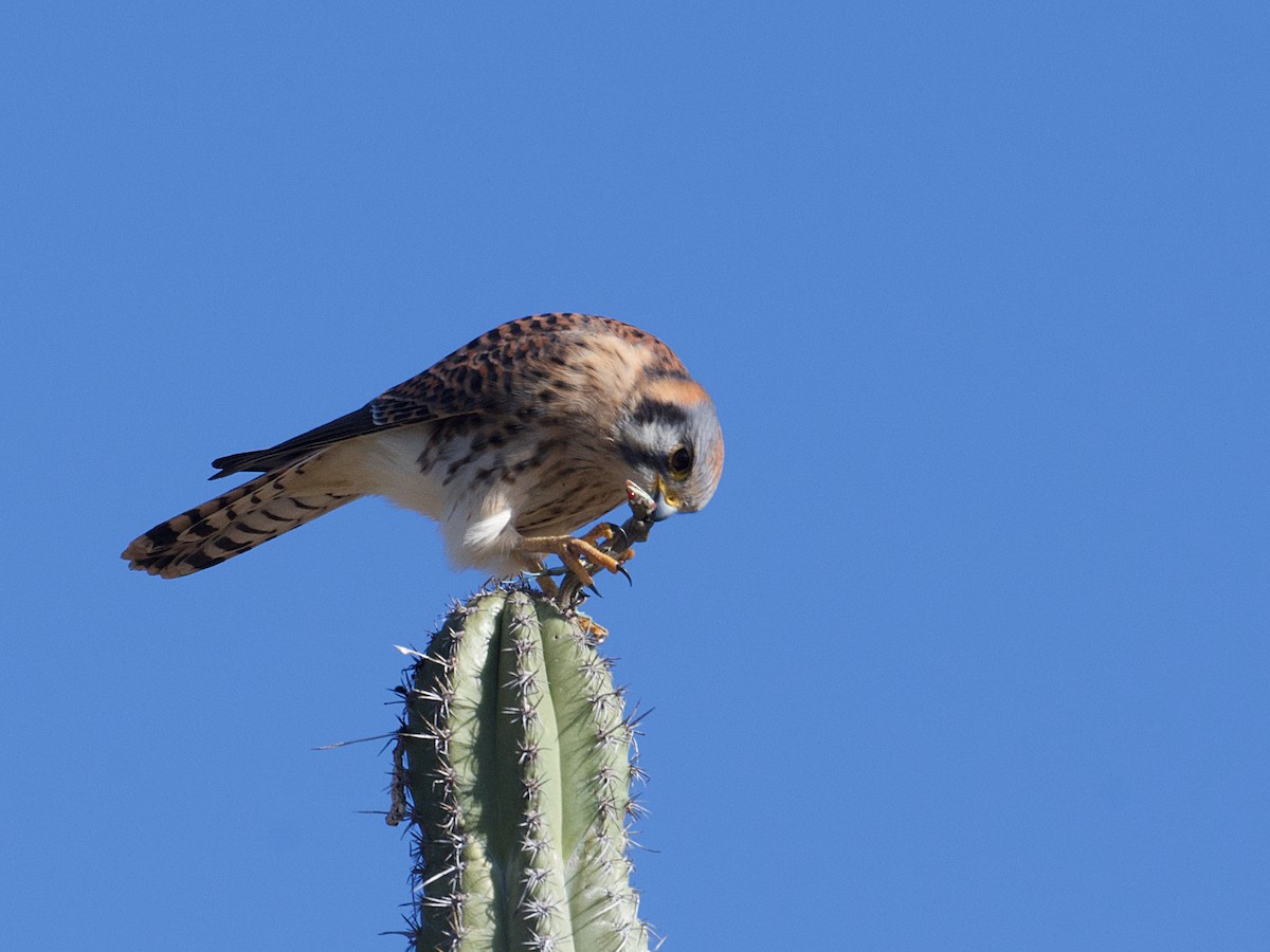 American Kestrel - ML613380415